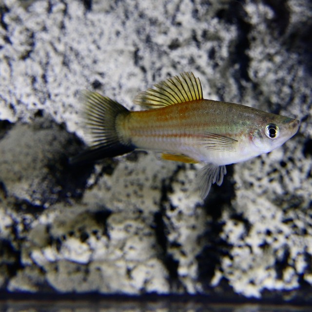 Xiph.helleri   Zwaarddrager groen/wag ML